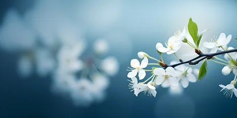 Fotobehang Blossom background vector blue, Flor de albaricoque hd papel de pared 8k fotografía de stock © imran