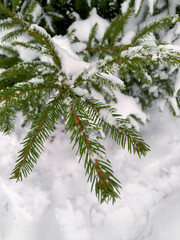 snow covered fir tree