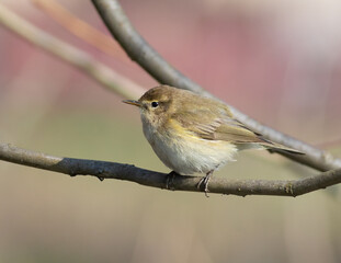 Common chiffchaff, Phylloscopus collybita. A bird sits on a tree branch