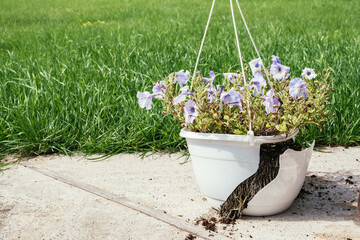 A hanging outdoor white plastic pot with petunias flowers fell and broke. Damage concept after strong wind and hurricane weather. Poorly secured yard decorations. HQ 4K - obrazy, fototapety, plakaty