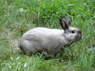 Bunny in the Summer Garden