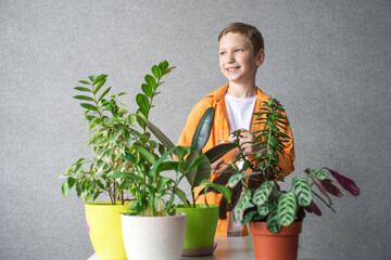 A cute boy in a shirt is studying indoor green plants, caring for flowers. Water pitcher for flowers
