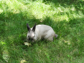 Obraz premium Bunny in the Summer Garden