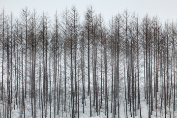 Fototapeta premium 冬の風景