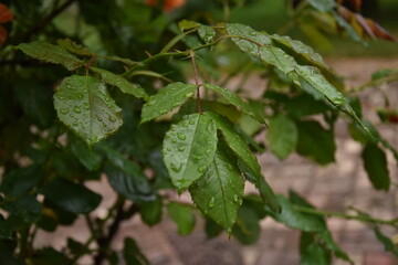 rain drops on leaves