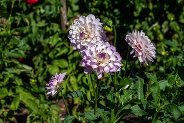 Fototapeta premium White Purple Dahlias