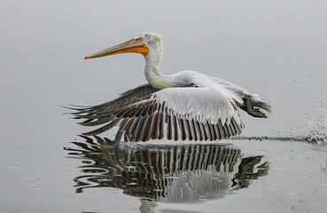 Dalmatian Pelican of Kerkini Lake
