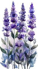 Ethereal Watercolor Lavender Blossoms Arranged in Calming Floral Display on Pristine White Background