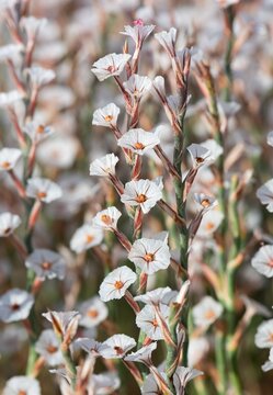wild plants, photos of small white flowers