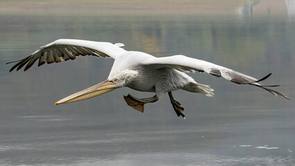 Dalmatian Pelican of Kerkini Lake