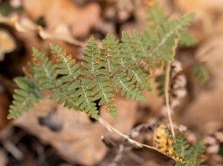 Common polypody fern (Polypodium vulgare)