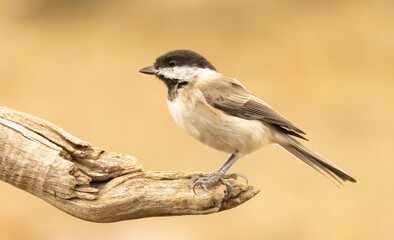 Obraz premium Sombre Tit (Parus lugubris) in to the forest