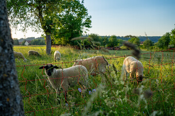sheep on pasture during golden hour