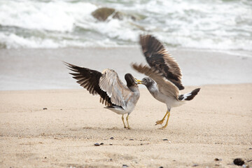 Two male seagulls fighting over territory on the beach lima Peru