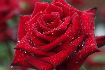 雨に濡れる真っ赤な薔薇
