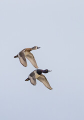 Ring-necked ducks taking flight over the winter snow in Ottawa, Canada - 768711394