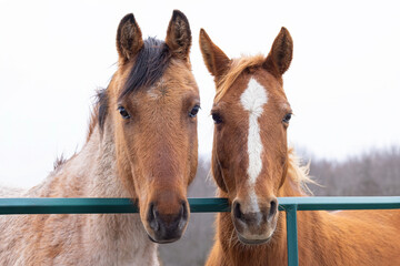 Two brown horses standing by a gate in a meadow on Wolfe Island, Ontario, Canada - 768711513