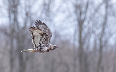 Rough-legged hawk in flight in Canada
