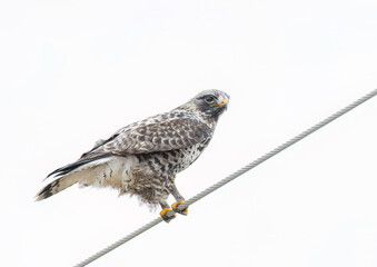 Rough-legged hawk isolated on white background perched on a wire in winter in Canada
