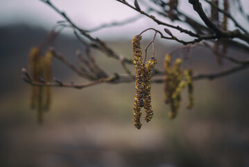 BLOOMING HAZEL - The first sign of spring