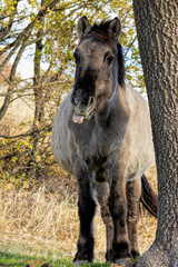 Fototapeta premium Semi wild horses (Tarpans) reintroduced in Bulgaria
