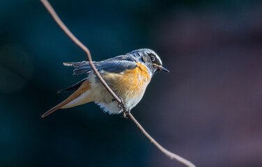 Common redstart sitting on fence