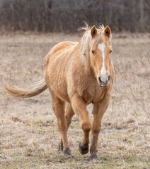 A Light brown horse walking in a meadow on Wolfe Island, Ontario, Canada