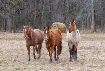 Three brown horses standing in a meadow on Wolfe Island, Ontario, Canada