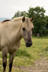 Fototapeta premium Semi wild horses (Tarpans) reintroduced in Bulgaria