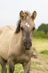 Obraz premium Semi wild horses (Tarpans) reintroduced in Bulgaria