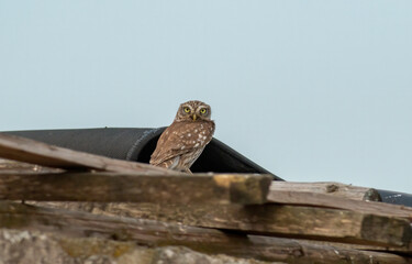 Little Owl sitting on an old house