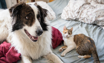cute little cat  and dog in bed