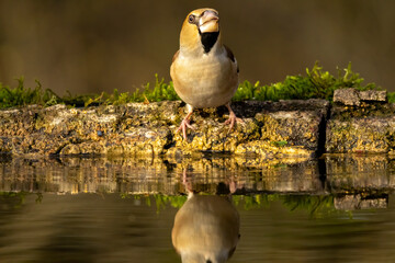 Adult Hawfinch sitting on the edge of water