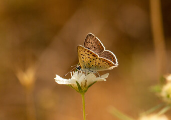 Small butterfly sitting on plant