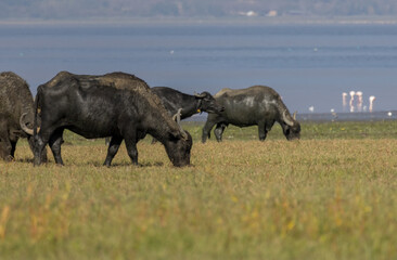 Buffalo, flamingos, cattle egret and view from Kerkini lake, Greece
