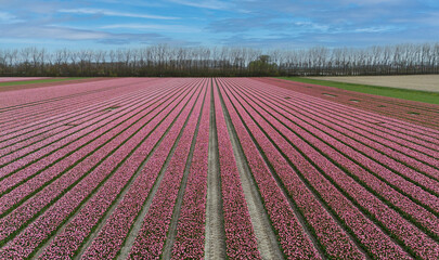 pink and red tulip fields in spring in the netherlands dronehoto
