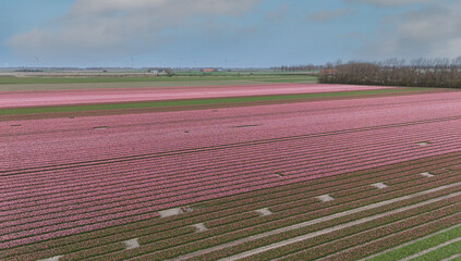 pink and red tulip fields in spring in the netherlands dronehoto - 768715945