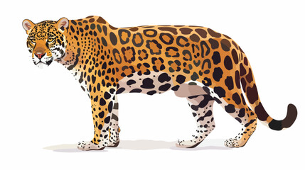 Jaguar isolated on white background