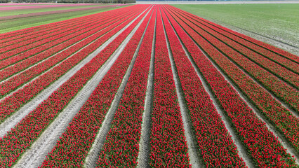 red tulip fields in spring in the netherlands dronehoto