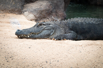Caiman lying on white sand, resting in the sun. Fuerteventura, Canary Islands, Spain