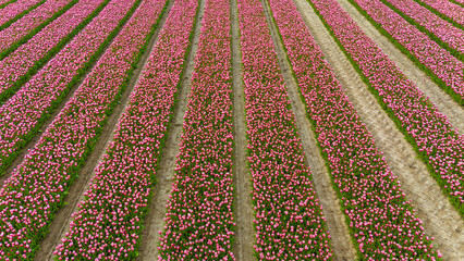 pink tulip fields in spring in the netherlands dronehoto - 768717510