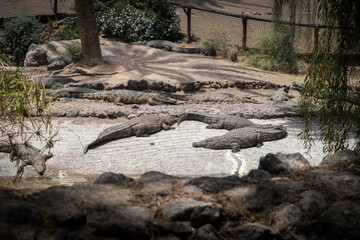 Group of several caimans lying on white sand in the sun. Fuerteventura, Canary Islands, Spain