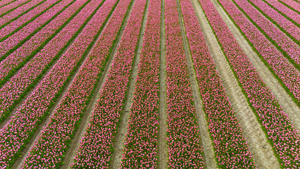 pink tulip fields in spring in the netherlands dronehoto - 768718306