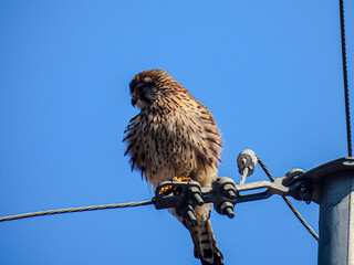 bird of prey