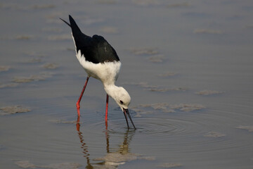 Beautiful Pied Stilt bird walking for food in the swamp.