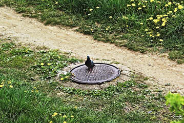 A gray city pigeon, on a bright sunny day, sits on a sewer hatch and looks with one eye at the...