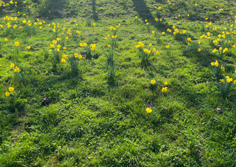 Fototapeta na wymiar field of yellow dandelions sunny day