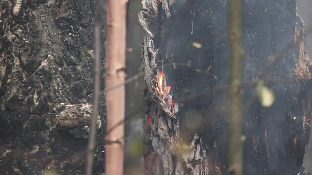 Burning tree on wildfire