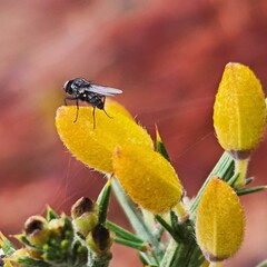 Un mouche timide se ressource sur des belles jaunes  ©2024CharlotteJoyon