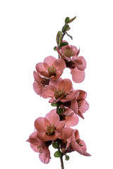 Japanese quince - 768720977